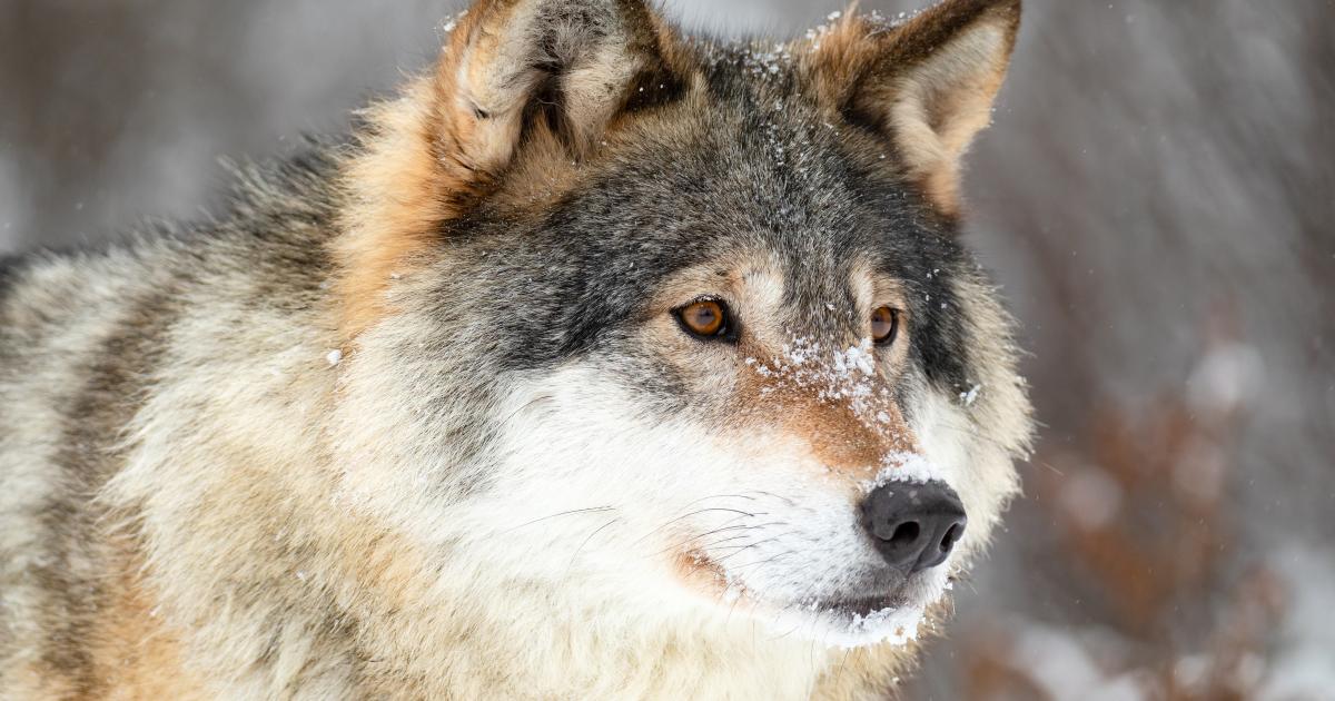 Mulig ulv set ved Lindved i weekenden - tre nye har siden meldt sig med sightings